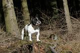 BOULEDOGUE FRANCAIS 216
